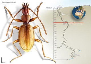 Illustration for article titled Hallan una nueva especie de insecto en la cueva más profunda del mundo